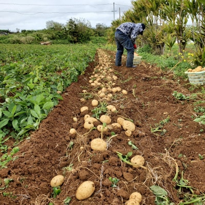 【先行予約! 2026年2月中旬発送】 伊仙町 特産品 有機栽培 ばれいしょ 約5kg