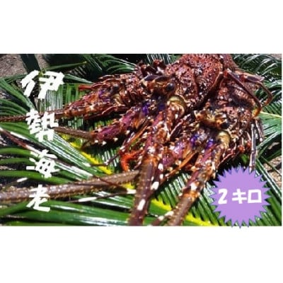 富山さん家の「伊勢海老」約2kg【配送不可地域：離島】