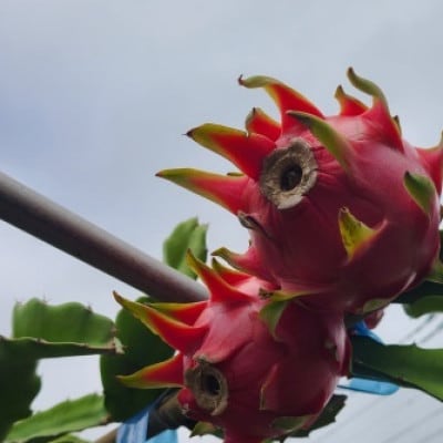 ドラゴンフルーツ(徳之島宝赤)【配送不可地域：離島】