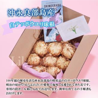 ■沖永良部島産 白テッポウユリ（えらぶ百合）球根Mサイズ（15～18球）　W008-019u