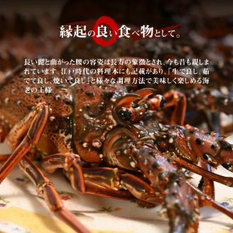 【漁師直送】活き〆冷凍　天然伊勢海老600g（1～2尾）