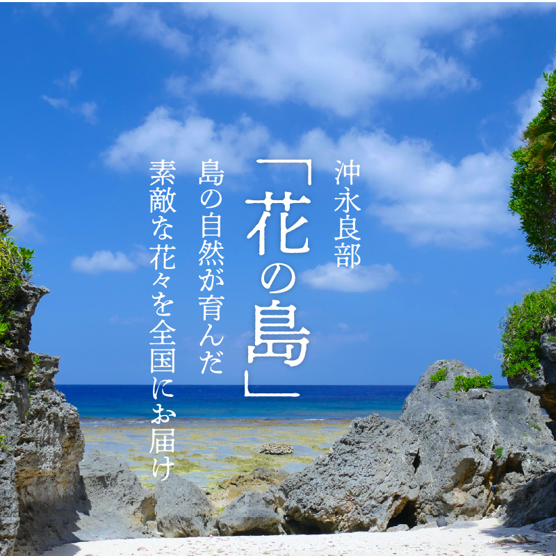 沖永良部島で大切に育てられた えらぶユリ・グラジオラス切り花（上）セット　W008-010u