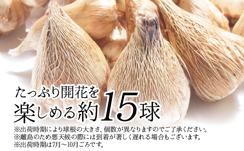 ■薫り高い可憐な花を咲かせます。フリージア球根 約15球入　W008-016u