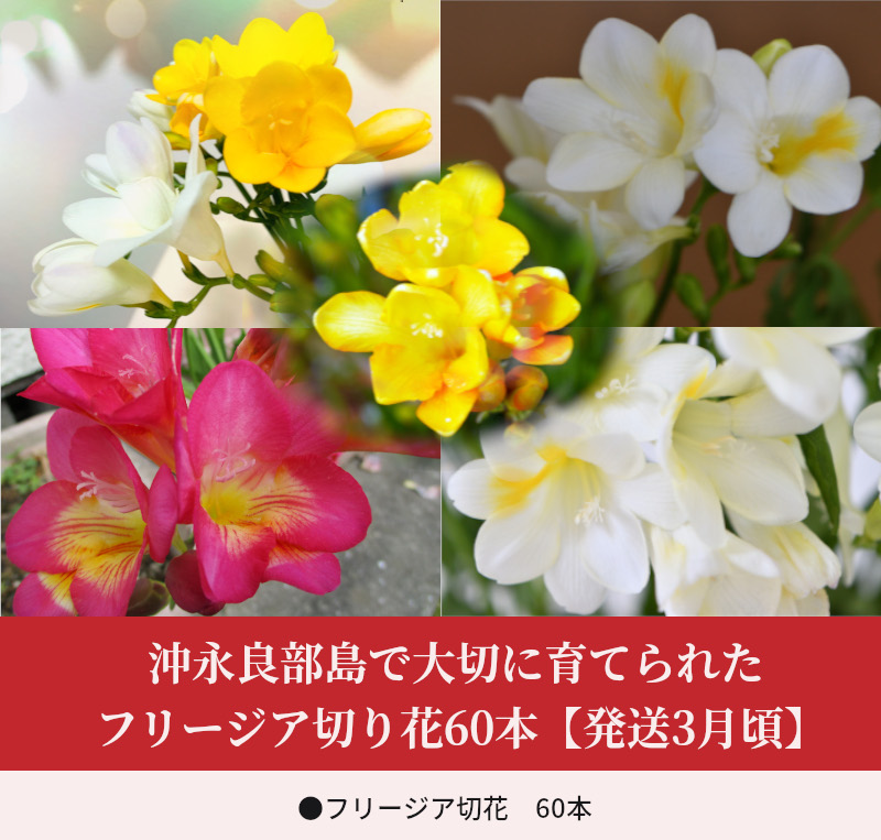 ■沖永良部島で大切に育てられた フリージア切り花60本 【発送3月頃】　W008-017u