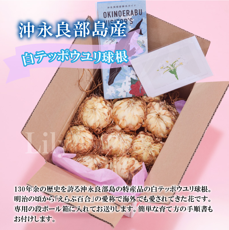 ■沖永良部島産 白テッポウユリ（えらぶ百合）球根Mサイズ（30～36球）　W008-020