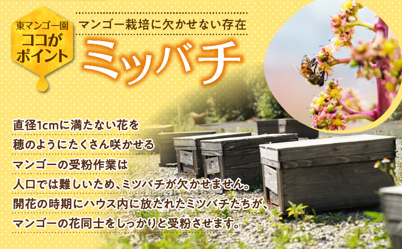 【2026年先行予約】南の島で太陽の日差しをたっぷり浴びた沖永良部産「完熟マンゴー」1kg　W014-007u