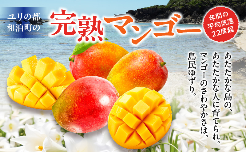 【2026年先行予約】伊村農園こだわり栽培！完熟アップルマンゴー２kg（４～５玉）　W026-002u