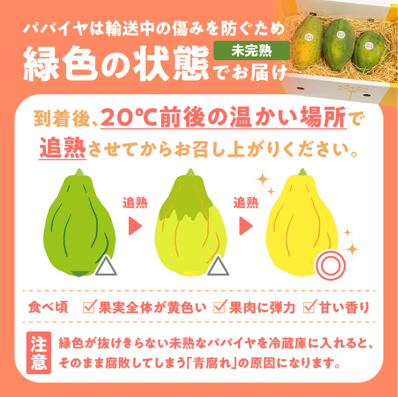 【先行受付】沖永良部島の甘くて美味しいフルーツパパイヤ1kg（2～3玉）　W051-009u