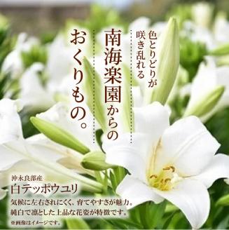 ■沖永良部島産 白テッポウユリ（えらぶ百合）球根Mサイズ（15～18球）　W008-019u