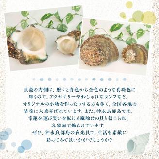 沖永良部島の天然夜光貝の貝殻（加工用）２キロ　サイズ不揃い