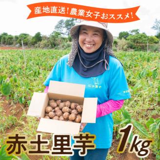 【先行予約2023年】産地直送！農業女子おススメの赤土里芋1キロ！【5月上旬～6月下旬】