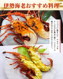 沖永良部島直送！素潜り漁師オススメの特大冷凍伊勢海老　約1.5～２キロ（1匹）！