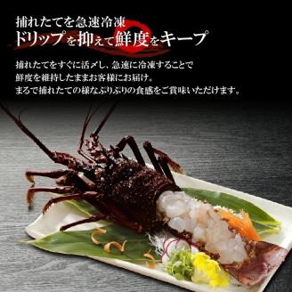 活き〆冷凍　天然伊勢海老１ｋｇ（3～4尾）