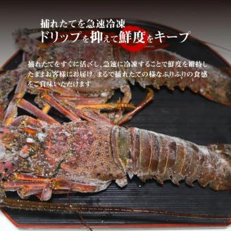 【漁師直送】活き〆冷凍　天然伊勢海老600g（1～2尾）