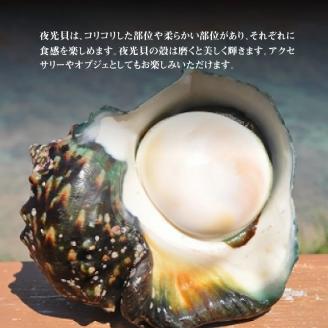 【漁師直送】活き〆冷凍　天然伊勢海老1kg（3～4尾）と夜光貝（1個）のセット