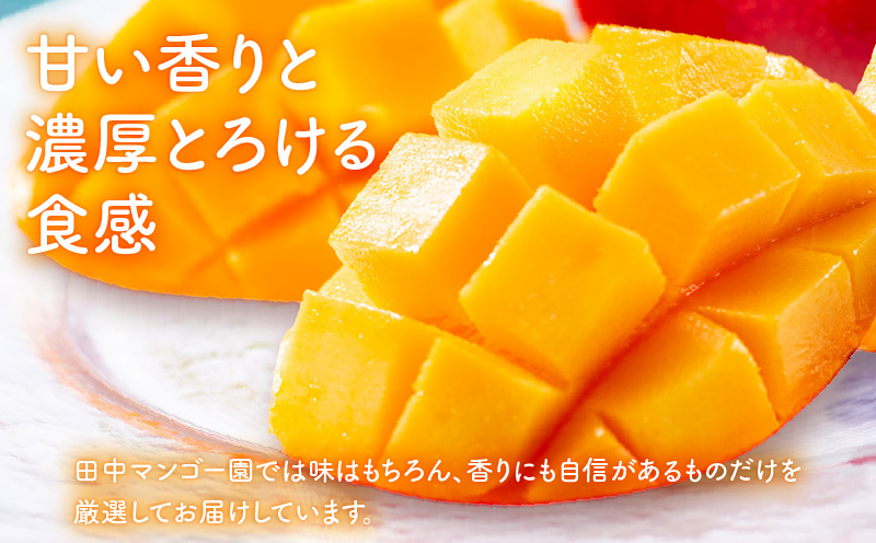 【2026年先行予約】沖永良部完熟アップルマンゴー2～3玉で1kg 　W001-009u