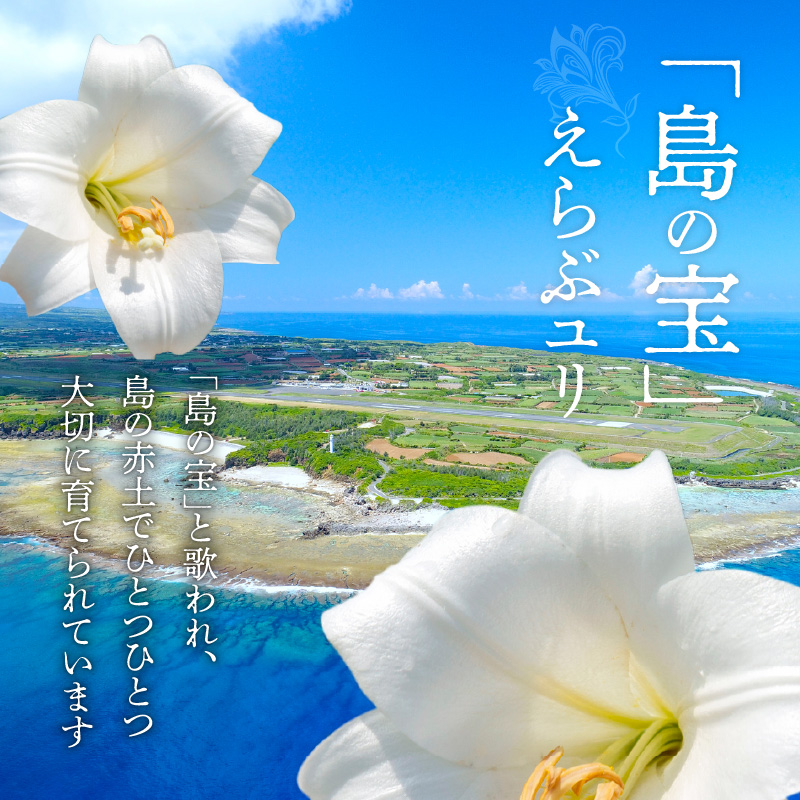 沖永良部島で大切に育てられた えらぶユリ切り花 10本入　W008-009u