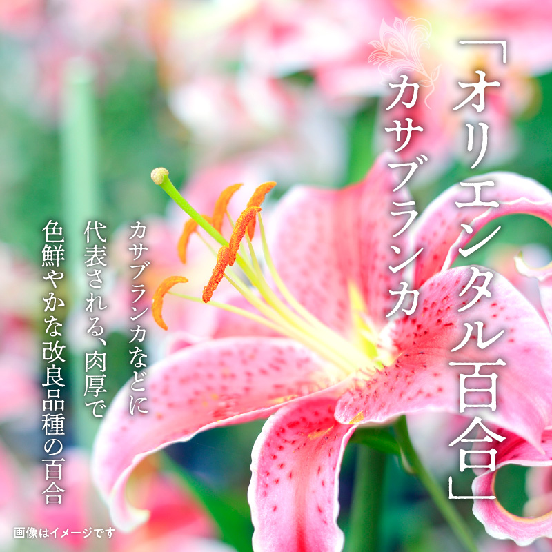 ■沖永良部島で大切に育てられた?オリエンタル・カサブランカの花セット　W008-012u