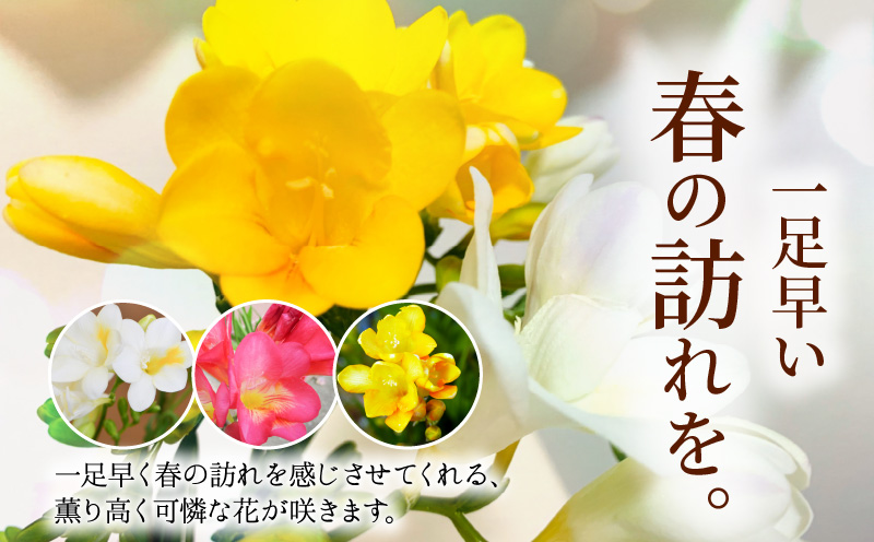 ■薫り高い可憐な花を咲かせます。フリージア球根 約15球入　W008-016u