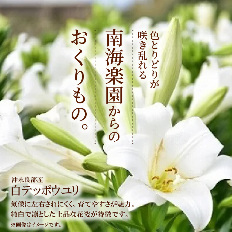 ■沖永良部島産 白テッポウユリ（えらぶ百合）球根Mサイズ（30～36球）　W008-020