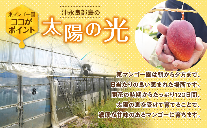 【2026年先行予約】南の島で太陽の日差しをたっぷり浴びた沖永良部産「完熟マンゴー」1kg　W014-007u