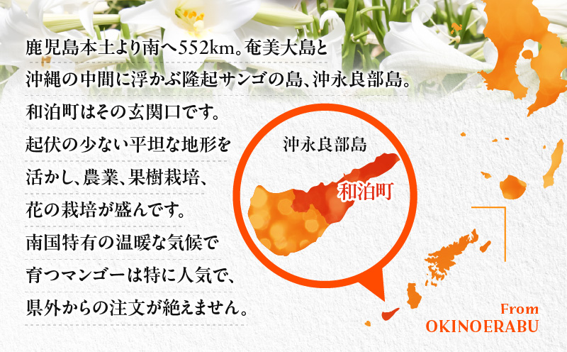 【2026年先行予約】伊村農園こだわり栽培！完熟アップルマンゴー２kg（４～５玉）　W026-002u