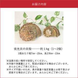 沖永良部島の天然夜光貝の貝殻（加工用）1キロ サイズ不揃い: 和泊町ANAのふるさと納税