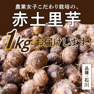 【先行予約2023年】産地直送！農業女子おススメの赤土里芋1キロ！【5月上旬～6月下旬】