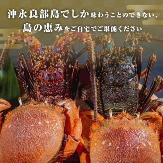 沖永良部島直送！素潜り漁師オススメの伊勢海老２キロ（２～６匹）とアサヒガニ２キロ（４～８杯） 合計４キロセット！！: 和泊町ANAのふるさと納税