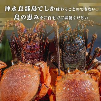 沖永良部島直送！素潜り漁師オススメの伊勢海老1キロ（1～3匹）とアサヒガニ1キロ（2～4杯）　合計2キロセット！！