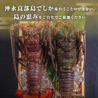 沖永良部島直送！素潜り漁師オススメの特大冷凍伊勢海老　約1.5～２キロ（1匹）！
