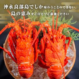 伊勢海老２.３キロ/鹿児島県沖永良部島水揚げ - 魚介類