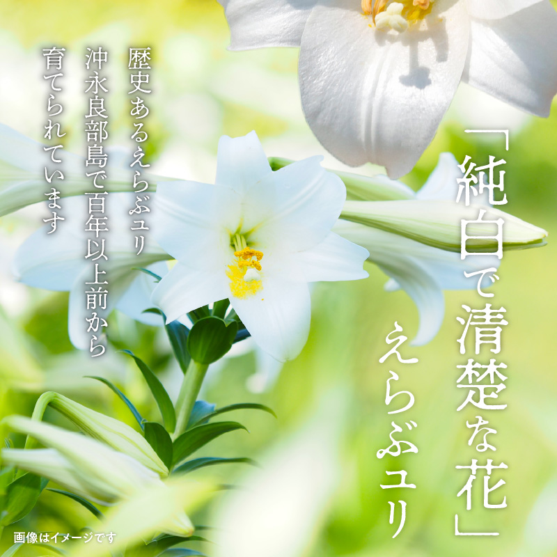沖永良部島で大切に育てられた えらぶユリ切り花 10本入　W008-009u