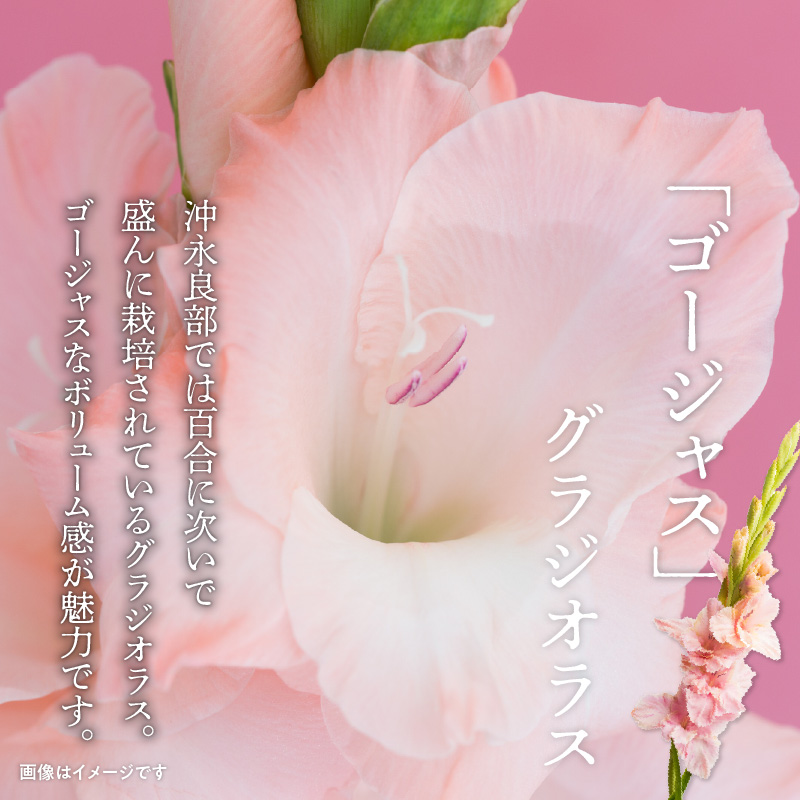 沖永良部島で大切に育てられた えらぶユリ・グラジオラス切り花（上）セット　W008-010u