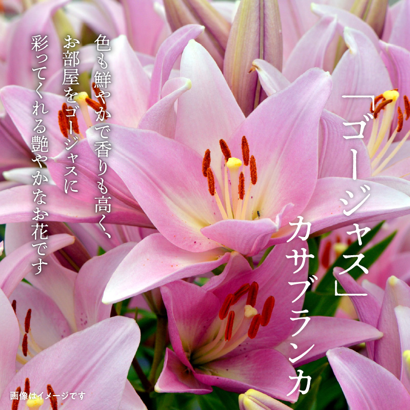 ■沖永良部島で大切に育てられた?オリエンタル・カサブランカの花セット　W008-012u