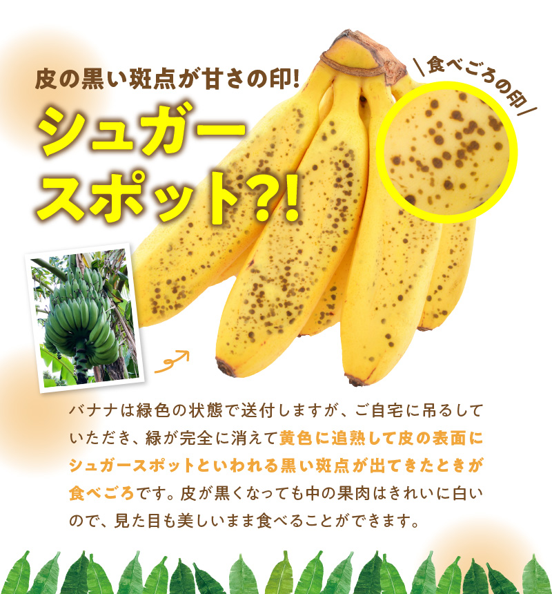■ 栽培期間中 農薬・除草剤・化学肥料不使用！バニラ風味の甘い島バナナ 3kg【2026年4月上旬～2026年11月下旬お届け】　W043-001u
