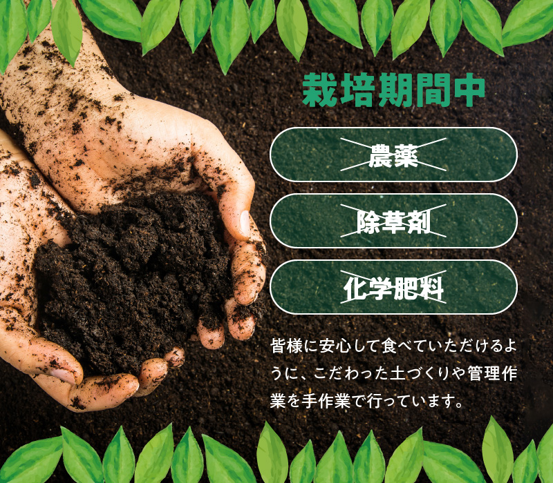 ■【先行受付】栽培期間中 農薬・除草剤・化学肥料不使用！南国の島レモン 3kg！【2025年9月～2026年2月下旬お届け】　W043-004u