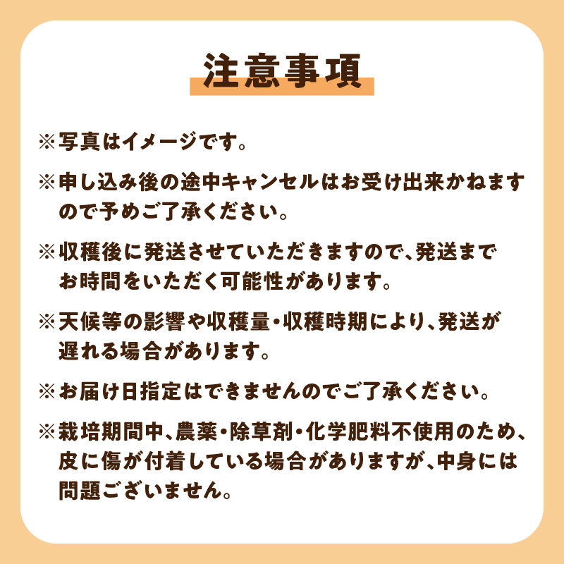 【先行受付】沖永良部島の甘くて美味しいフルーツパパイヤ1kg（2～3玉）　W051-009u