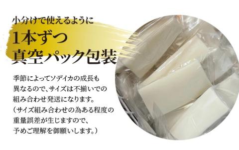 【サイズ不揃い】ソデイカ・刺身用ブロック 500g/沖永良部島特産　W009-056u