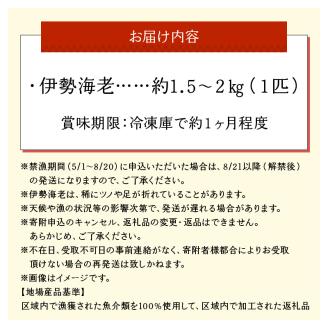 沖永良部島直送！素潜り漁師オススメの特大冷凍伊勢海老　約1.5～２キロ（1匹）！