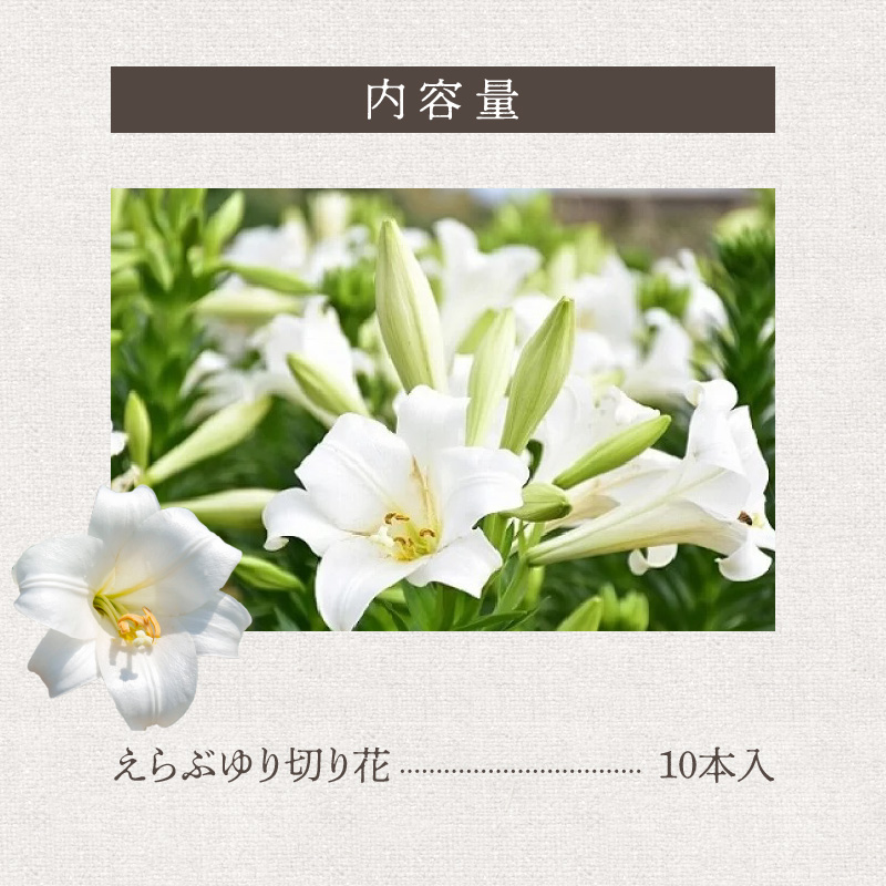 沖永良部島で大切に育てられた えらぶユリ切り花 10本入　W008-009u