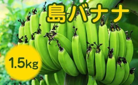 先行予約】まるとよ農産の島バナナ 1.5キロ【7月中旬～11月下旬