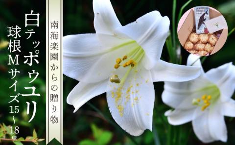 ■沖永良部島産 白テッポウユリ（えらぶ百合）球根Mサイズ（15～18球）　W008-019u