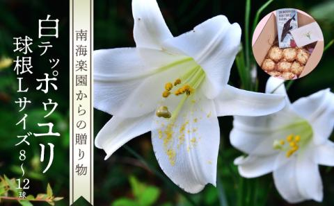■沖永良部島産 白テッポウユリ（えらぶ百合）球根Lサイズ（8～12球）　W008-021u