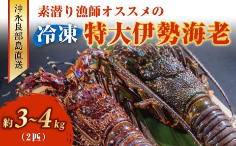 沖永良部島直送！素潜り漁師オススメの特大冷凍伊勢海老　約３～４キロ（２匹）！