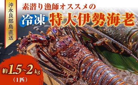 沖永良部島直送！素潜り漁師オススメの特大冷凍伊勢海老　約1.5～２キロ（1匹）！