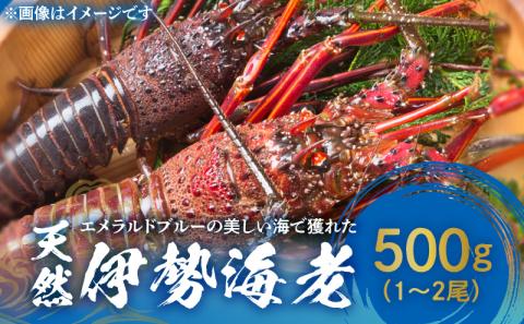 【ふるさと納税】エメラルドブルーの美しい海で獲れた天然伊勢海老500ｇ（１～２尾）！