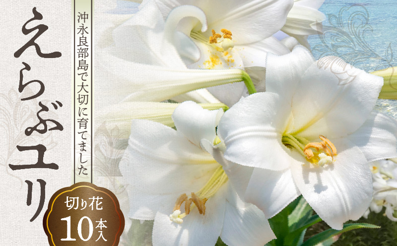 沖永良部島で大切に育てられた えらぶユリ切り花 10本入　W008-009u