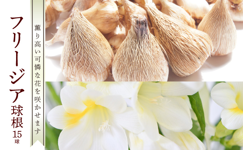 ■薫り高い可憐な花を咲かせます。フリージア球根 約15球入　W008-016u