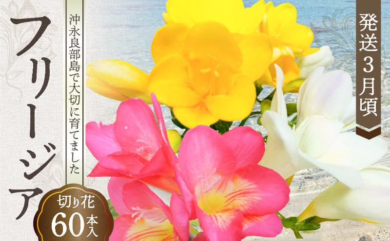 ■沖永良部島で大切に育てられた フリージア切り花60本 【発送3月頃】　W008-017u